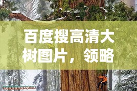 百度搜高清大树图片，领略自然之美的魅力
