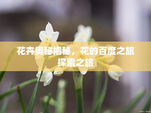 花卉奥秘揭秘，花的百度之旅探索之旅