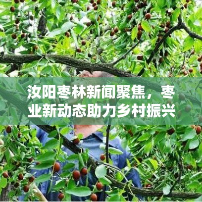 汝阳枣林新闻聚焦，枣业新动态助力乡村振兴