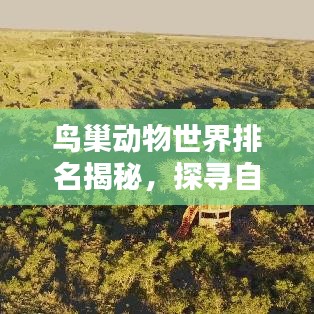 鸟巢动物世界排名揭秘，探寻自然界的奇妙奥秘