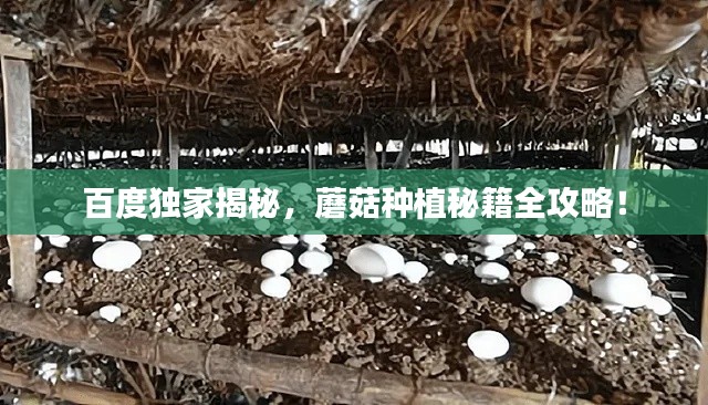 百度独家揭秘，蘑菇种植秘籍全攻略！