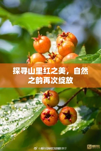 探寻山里红之美，自然之韵再次绽放