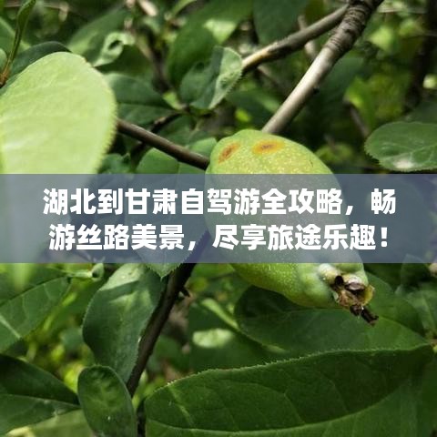 湖北到甘肃自驾游全攻略，畅游丝路美景，尽享旅途乐趣！