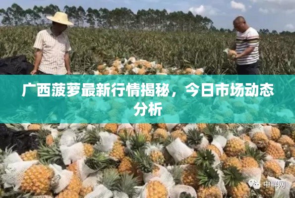 广西菠萝最新行情揭秘，今日市场动态分析