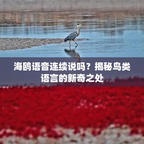 海鸥语音连续说吗？揭秘鸟类语言的新奇之处