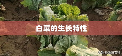 白菜的生长特性