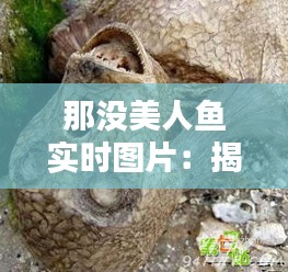 那没美人鱼实时图片：揭秘海洋深处的神秘生物