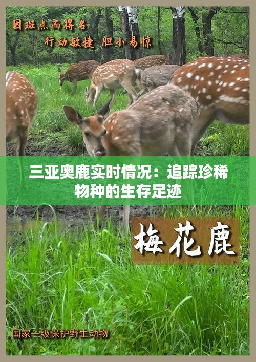 三亚奥鹿实时情况：追踪珍稀物种的生存足迹