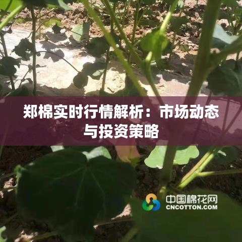 郑棉实时行情解析：市场动态与投资策略