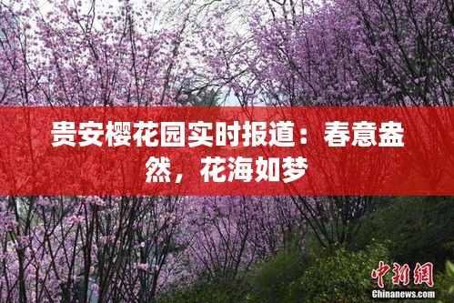 贵安樱花园实时报道：春意盎然，花海如梦