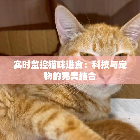 实时监控猫咪进食：科技与宠物的完美结合