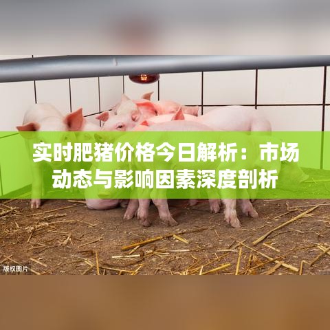 实时肥猪价格今日解析：市场动态与影响因素深度剖析