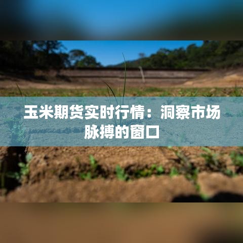 玉米期货实时行情：洞察市场脉搏的窗口