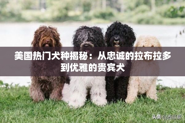 美国热门犬种揭秘：从忠诚的拉布拉多到优雅的贵宾犬