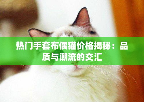 热门手套布偶猫价格揭秘：品质与潮流的交汇