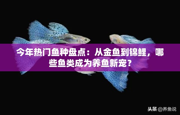 今年热门鱼种盘点：从金鱼到锦鲤，哪些鱼类成为养鱼新宠？