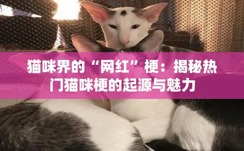 猫咪界的“网红”梗：揭秘热门猫咪梗的起源与魅力