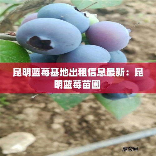 昆明蓝莓基地出租信息最新：昆明蓝莓苗圃 