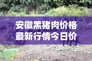 安徽黑猪肉价格最新行情今日价：安徽黑猪养殖基地 