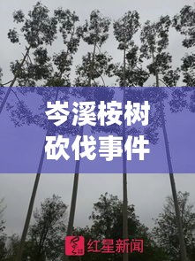 岑溪桉树砍伐事件视频最新：广西2020年桉树砍多少钱一方 