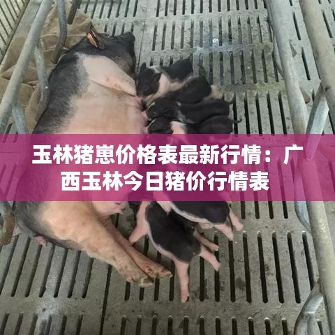 玉林猪崽价格表最新行情：广西玉林今日猪价行情表 