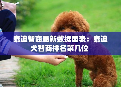 泰迪智商最新数据图表：泰迪犬智商排名第几位 