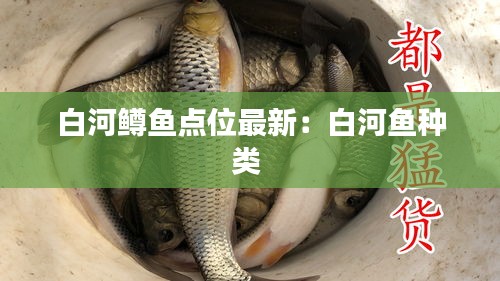 白河鳟鱼点位最新：白河鱼种类 