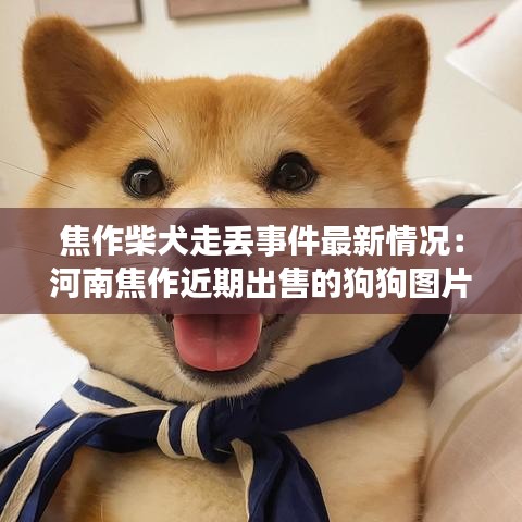 焦作柴犬走丢事件最新情况：河南焦作近期出售的狗狗图片百姓网 