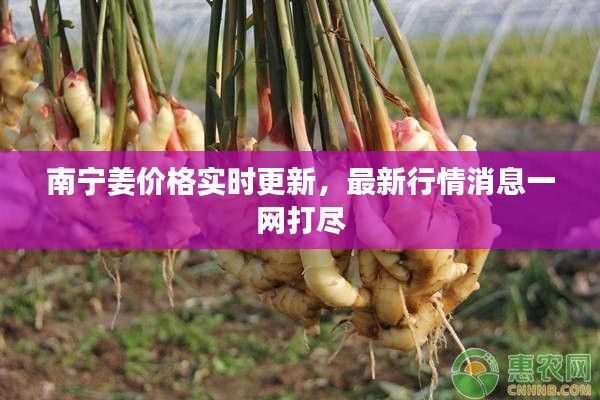 南宁姜价格实时更新，最新行情消息一网打尽