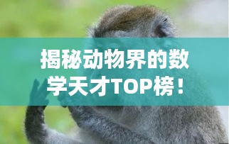 揭秘动物界的数学天才TOP榜！