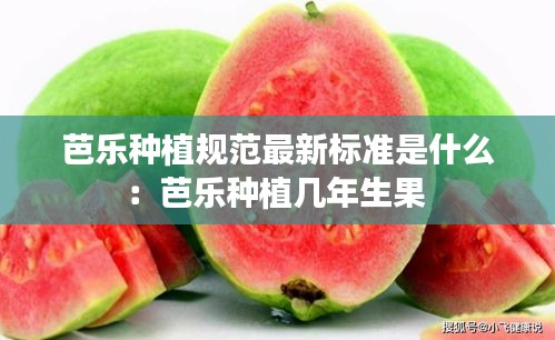 芭乐种植规范最新标准是什么：芭乐种植几年生果 