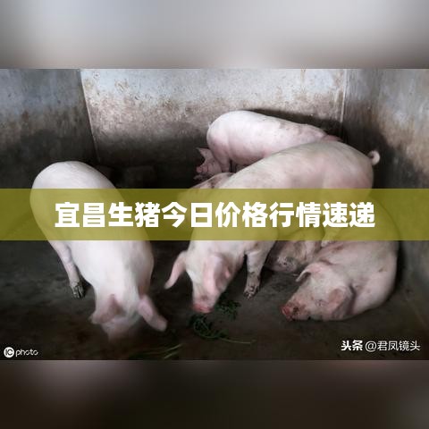 宜昌生猪今日价格行情速递