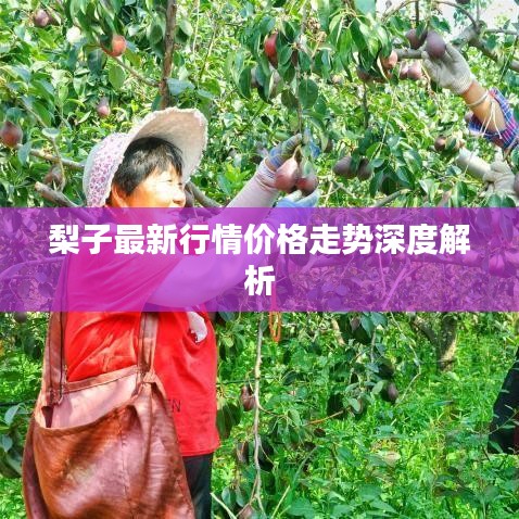 梨子最新行情价格走势深度解析