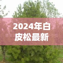 2024年白皮松最新价格：白皮松最新价格暴跌 