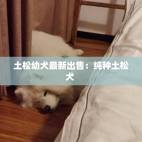 土松幼犬最新出售：纯种土松犬 