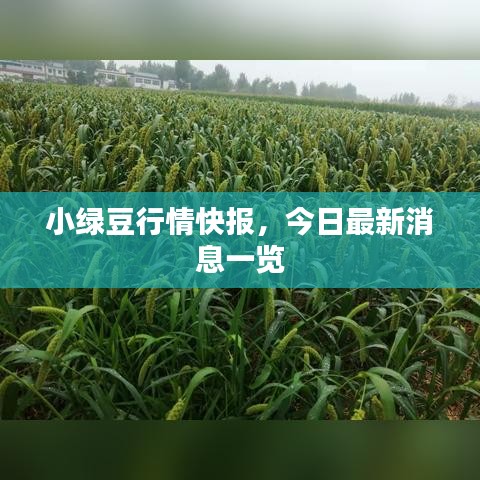 小绿豆行情快报，今日最新消息一览