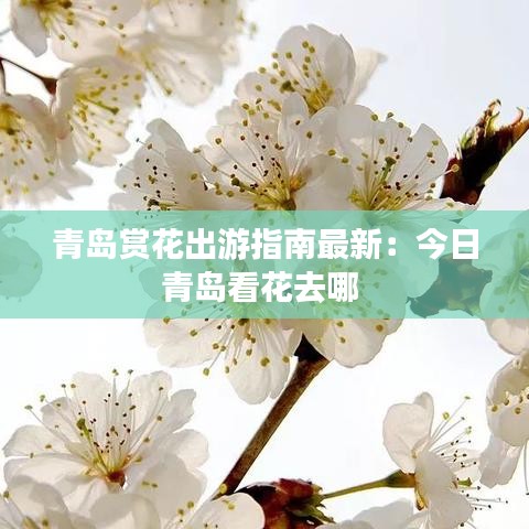 青岛赏花出游指南最新：今日青岛看花去哪 