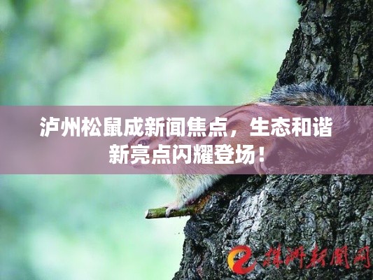 泸州松鼠成新闻焦点，生态和谐新亮点闪耀登场！