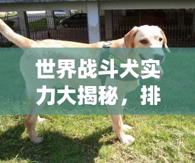 世界战斗犬实力大揭秘，排名犬种实力与特点解析