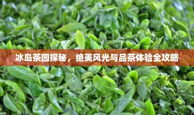 冰岛茶园探秘，绝美风光与品茶体验全攻略