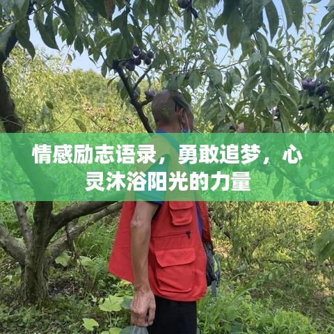 情感励志语录，勇敢追梦，心灵沐浴阳光的力量