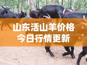 山东活山羊价格今日行情更新