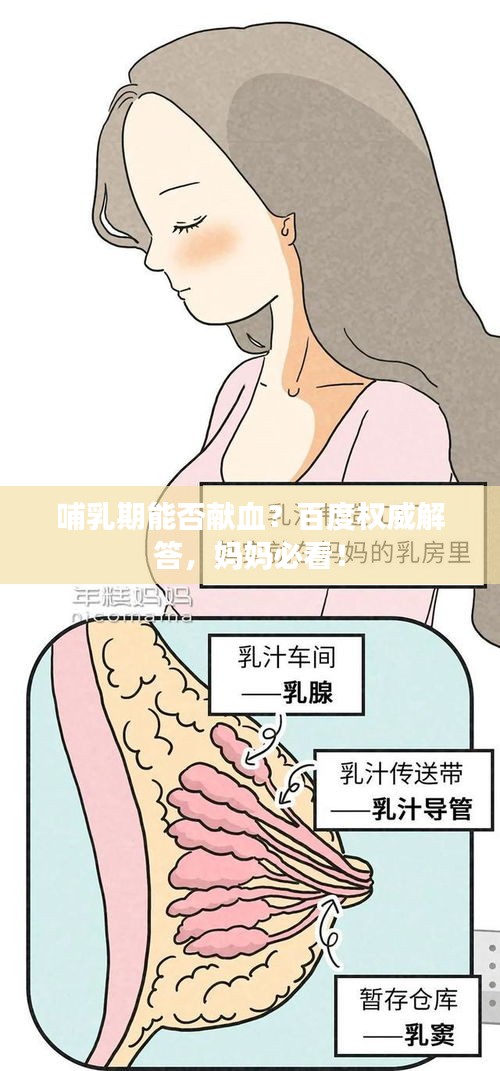 哺乳期能否献血？百度权威解答，妈妈必看！