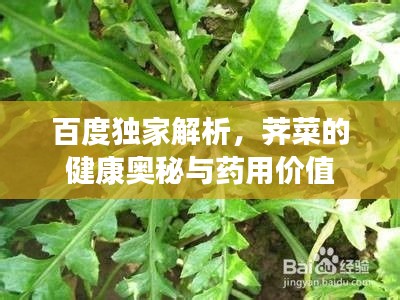 百度独家解析，荠菜的健康奥秘与药用价值