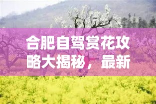 合肥自驾赏花攻略大揭秘，最新路线一网打尽