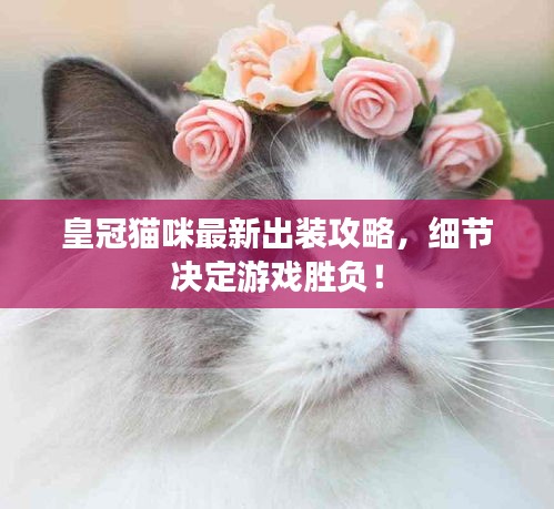 皇冠猫咪最新出装攻略，细节决定游戏胜负！