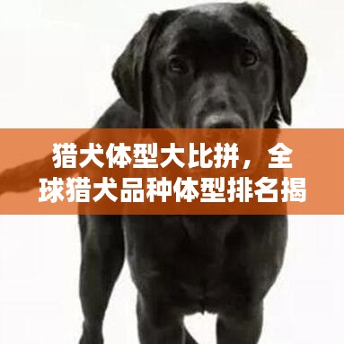 猎犬体型大比拼，全球猎犬品种体型排名揭秘！