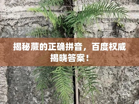 揭秘蕨的正确拼音，百度权威揭晓答案！