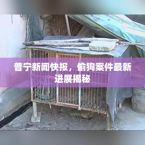 普宁新闻快报，偷狗案件最新进展揭秘