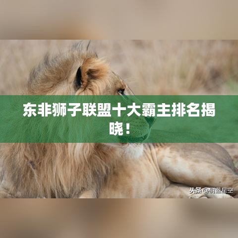 东非狮子联盟十大霸主排名揭晓！